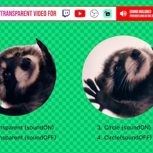 Könnte beinhalten: Bild mit einem Waschbären in zwei verschiedenen transparenten Videoformaten: einmal im Kreis und einmal im Profil. Der Text zeigt Tonoptionen und einen Vorschaulink an. Der Hintergrund ist ein grünes Karomuster.