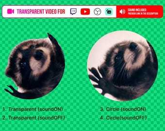 Transparent Stream Alert video Background Pedro Raccoon meme spinning Rewards for Content Creators using Youtube OBS Twitch