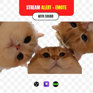 Puede incluir: Un gráfico digital con tres gatos naranjas mirando hacia abajo con grandes ojos oscuros. Una pancarta roja en la parte superior muestra el texto blanco STREAM ALERT + EMOTE y WITH SOUND. Debajo de los gatos hay tres iconos para OBS, Twitch y Kick.
