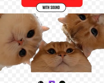 Curious Cats Staring Stream Alert + Emote | Funny Multi Cat Sound Alert for Twitch Kick OBS | Nosy Cat Meme Reaction Overlay