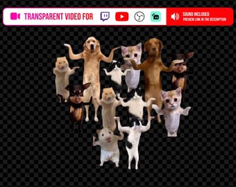 Transparent Stream Alert video Background animals belly dancing meme Rewards for Content Creators using Youtube OBS Twitch