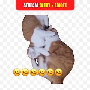 May include: Two cats, one ginger and white, the other mainly white, are playfully interacting. The image includes a red banner with the text "STREAM ALERT + EMOTE" and several sad face emojis.