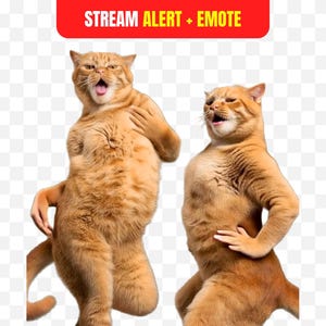 May include: Two orange tabby cats with human arms and hands, standing upright with open mouths. The cats are in a dancing pose. A red banner at the top reads "STREAM ALERT + EMOTE".