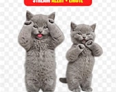 Kawaii Dancing Cat Stream Alert + Emote Pack | Cute Cat Twitch Kick OBS | Animated Fluffy Cat Dance Alert | Cozy Gamer Streamer Emote