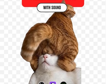 Funny Cat Stream Alert with Sound Animated Twitch Emote Meme Kick OBS Overlay Funny Cat Butt Teabag Alert Streamer Gift Discord