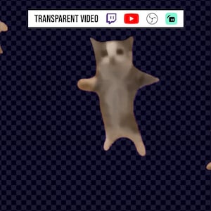 May include: A repeating pattern of dancing cats with a white and brown coat on a dark blue background. The cats are in various poses, with their arms and legs outstretched. The words "TRANSPARENT VIDEO" are at the top.