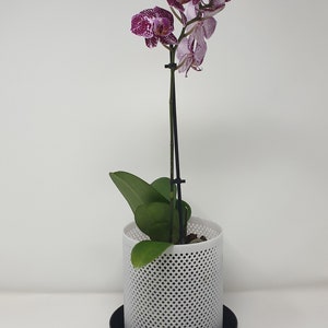 Orchid Flower Pot Mesh Planter With Drip Tray Indoor Outdoor 3D Printed - the perfect gift for indoor and outdoor greenery