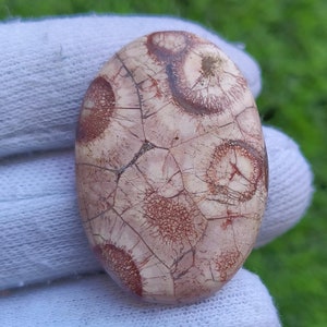 Cabochon en oeil d'oiseau naturel Pierres précieuses en oeil d'oiseau en vrac Fabrication de bijoux [35 carats 38 x 27 x 5 mm] # 1624