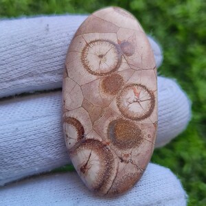 muito raro || Pedra preciosa olho de pássaro Cabochão olho de pássaro Olho de pássaro Semiprecioso solto Olho de pássaro Joias [39ct 47X23x5 mm] #1632