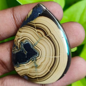 Puede incluir: Una gema pulida en forma de lágrima con bandas concéntricas de color beige, marrón y negro. La piedra tiene un área azul oscuro en la parte superior y un acabado brillante. La gema se sostiene en una mano.