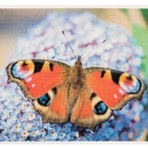 Swedish Dish cloths Photoprinted - Sponge Cloths - Reusable - Sustainable - Replace paper towels