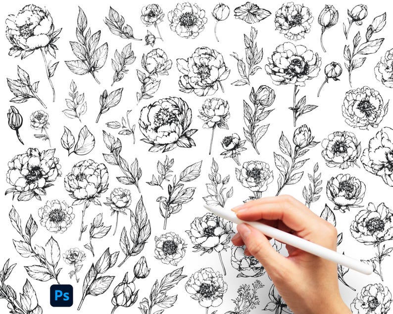 60 Peony Line Art Photoshop Brushes, Floral Stamp Brush Set (.abr ...