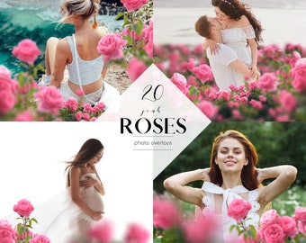 Images clipart de roses délicates, superpositions de photos de fleurs, 20 fichiers PNG, clipart de roses roses, Photoshop, utilisation commerciale gratuite