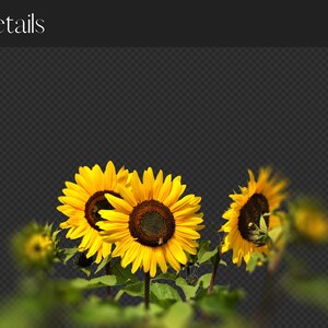 May include: A close-up of a group of yellow sunflowers in bloom. The sunflowers are in focus, while the background is blurred.