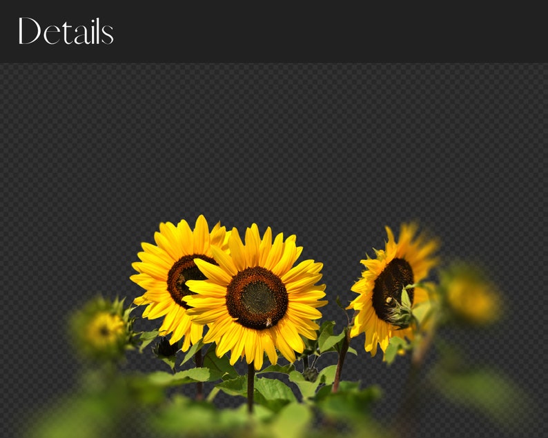 May include: A close-up of a group of yellow sunflowers in bloom. The sunflowers are in focus, while the background is blurred.