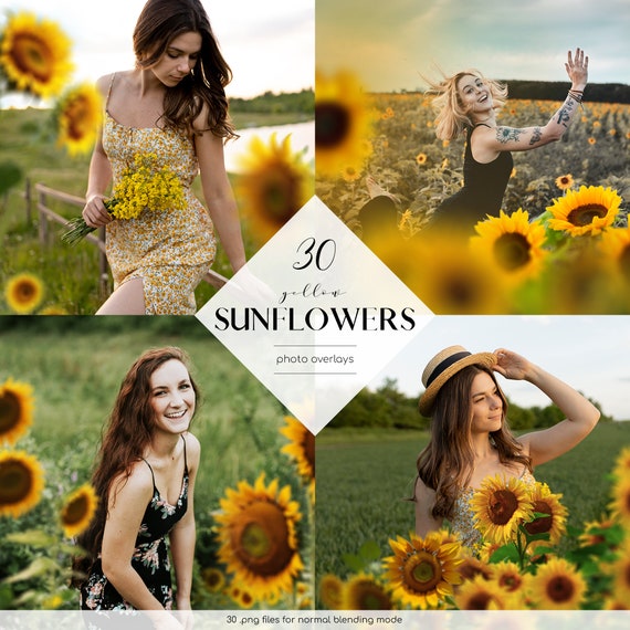 Sunflowers Photo Overlays: 30 Yellow Flower PNG Clipart (Digital Download)