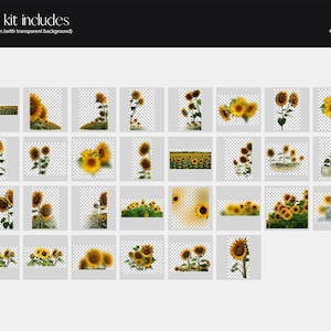May include: A set of 30 digital images featuring sunflowers in various poses and arrangements. The images are high-resolution and perfect for adding a touch of summer to your designs.