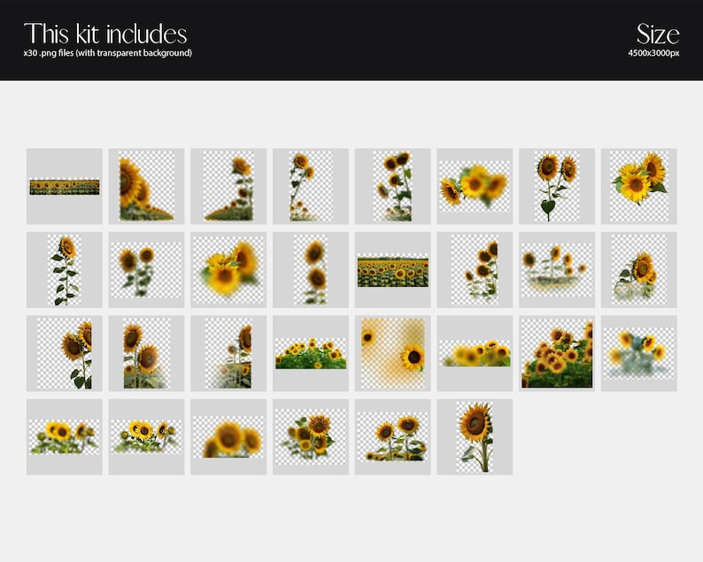 May include: A set of 30 digital images featuring sunflowers in various poses and arrangements. The images are high-resolution and perfect for adding a touch of summer to your designs.