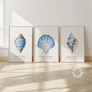 May include: Three printable art prints featuring watercolour illustrations of seashells. The prints are framed in white and have the scientific names of the shells written below the images. The names are "Pando Tutifa", "Catifa Scaltf", and "Afpta Muniz".