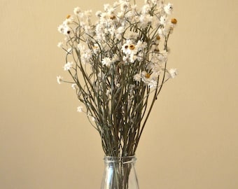 Dried Ammobium Bunch: 15 Stems of Farm Winged Everlasting Flowers