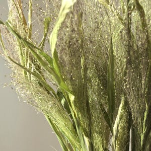 Puede incluir: Primer plano de un ramo de hierbas ornamentales secas. La imagen presenta una variedad de texturas y tonos de verde y beige. Las hierbas tienen hojas largas y delgadas y delicadas espigas plumosas, creando una estética natural y aireada.