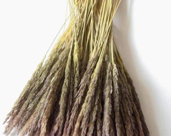 Dried Meadow Reed Grass | Handpicked Rustic Stems for Vase (100 stems, 45 cm )