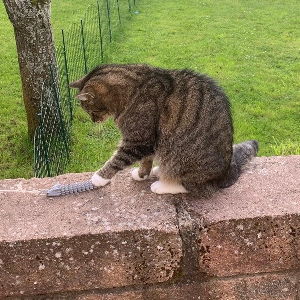 Beweglicher Drache für neugierige Katzen