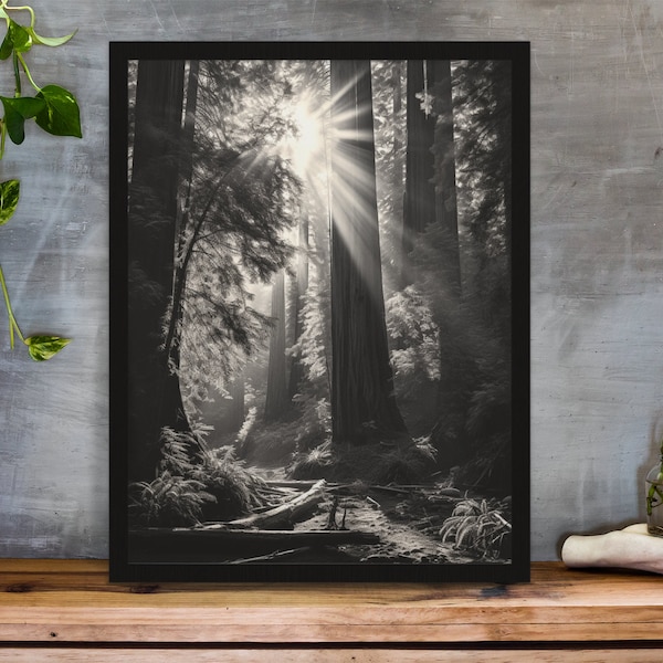 muir woods black and white photographic golden hour epic natural beauty hiking home outdoor landscapes