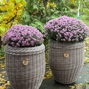 May include: Two large, gray wicker planters filled with vibrant pink chrysanthemums. The planters have a woven design and a small wooden tag. The background features green and yellow foliage, suggesting an outdoor setting.