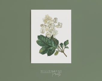 Vintage Botanical Hydrangea Art Print, Antique Floral Artwork, Printable Farmhouse Kitchen Decor, Cottagecore Digital Downloadable