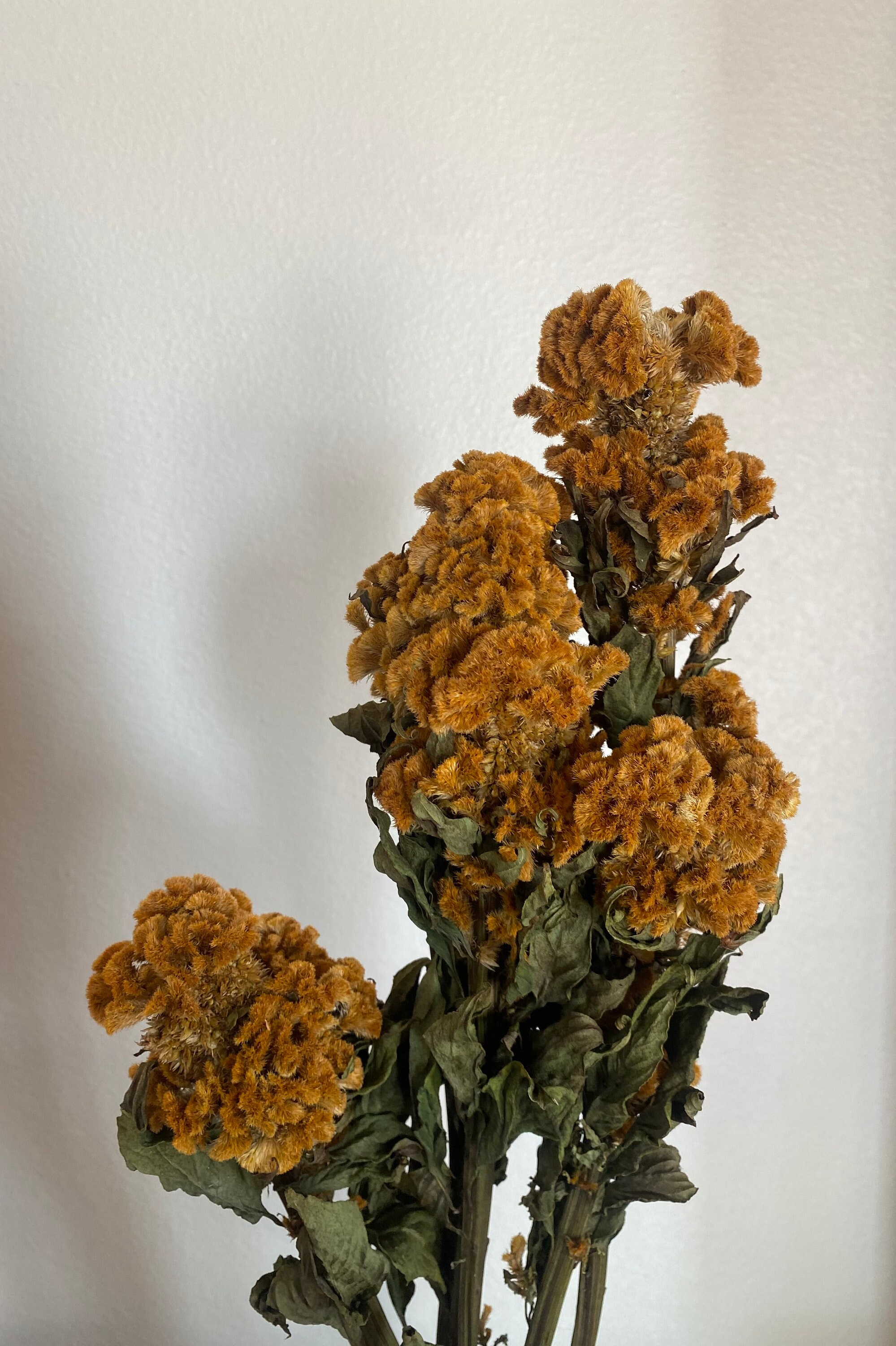 Dried Gold Cockscomb - Etsy