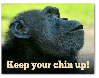 Keep Your Chin Up Encouragement Cards 12 or 24 Count-Blank Inside with Envelopes-A2 Size 5.5" x 4.25"-Get Well, Inspiration, Thinking of You