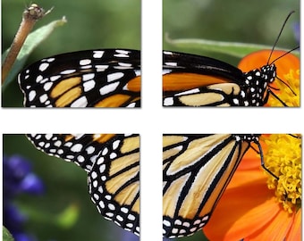 Monarch Butterfly 4-Piece Unframed Wall Art - Four 8”x10” Prints - Frames Not Included