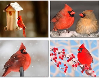 Cardinal Note Cards 12 or 24 Count-Blank Inside-A2 Size 5.5" x 4.25"
