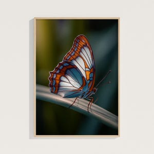 May include: A framed print featuring a close-up of a butterfly. The butterfly has orange, white, and blue wings with intricate patterns. It is perched on a green stem against a blurred green and dark background.