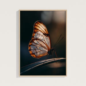 May include: A framed print featuring a close-up of a butterfly. The butterfly has translucent wings with brown and orange edges, resting on a dark green leaf. The background is a blurred mix of dark and light tones.