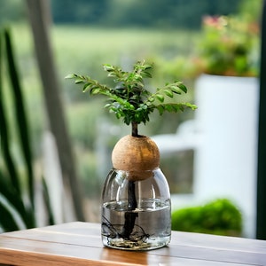 Terrarium avec couvercle en liège, pot de fleur nordique en verre, mini terrarium, couvercle en liège avec trou, bac à plantes, terrarium