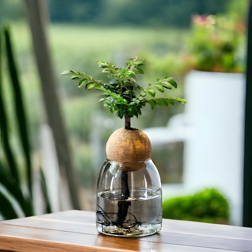 Terrarium avec couvercle en liège, pot de fleur nordique en verre, mini terrarium, couvercle en liège avec trou, bac à plantes, terrarium