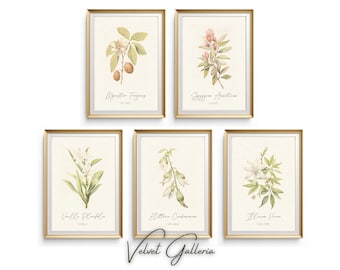 Antique Herbs Print Set of 5, Kitchen Spices Plants Gallery Set, Herb Prints, Botanical Prints, Botanical Print Set, Kitchen Wall Art
