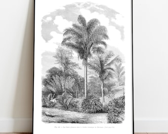 Vintage Palm Tree Les Palmiers Histoire Iconographique Digital Download vintage-palm-tree-les-palmiers-histoire-iconographique-digital-download