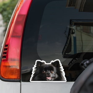 Black pomeranian spitz car window decal, peeking realistic german pomeranian spitz head face vinyl waterproof sticker, gift for dogs lovers