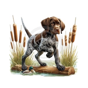 Ponteiro de pelo curto alemão png, Caça de pássaros png, Cão de pássaro png, Download digital, Sublimação, DTF, DTG