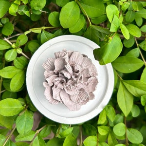 May include: A white ceramic coaster featuring a raised, light purple flower design. The coaster is surrounded by green leaves.