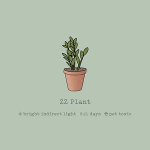 ZZ Plant |  Zamioculcas zamiifolia | House Plant | Art Print