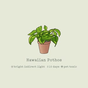Hawaiian/Golden Pothos | Epipremnum aureum | House Plant | Art Print