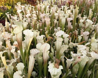 23-MIX-71: Exceptional White and Vigorous Sarracenia Leucophylla Seed Mix - 150 Seeds!