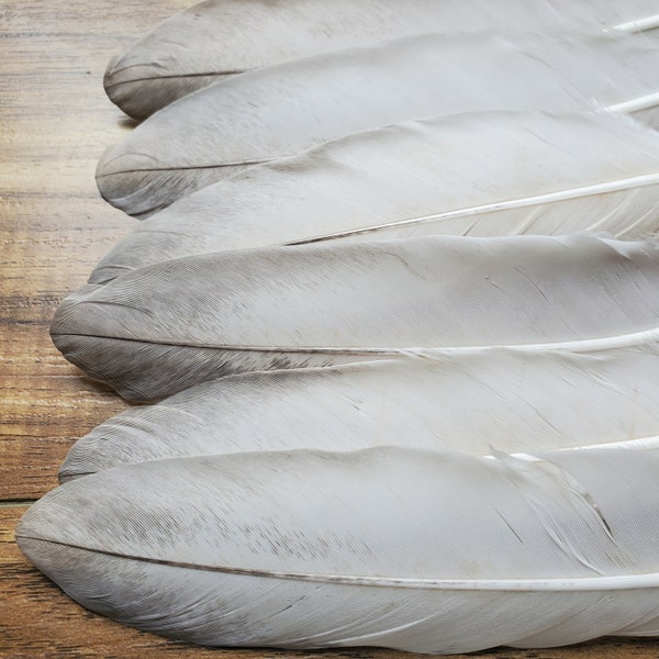 White/Grey Muscovy Duck Feathers