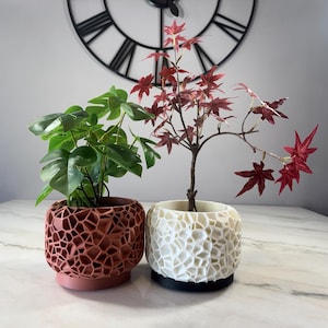 May include: Two potted plants with unique textured pots. The plant on the left has green leaves and is in a terracotta-colored pot. The plant on the right has red leaves and is in a white pot.