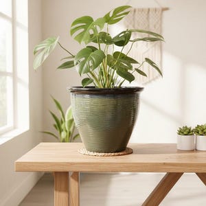 Puede incluir: Una maceta grande de cerámica verde con superficie texturizada, llena de una exuberante planta de Monstera. La maceta se encuentra sobre una estera tejida sobre una mesa de madera. También se ven dos pequeñas plantas suculentas en macetas blancas.