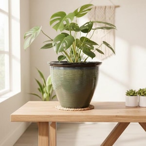 May include: A large green ceramic planter with a textured surface holds a lush Monstera plant with large, split leaves. The pot sits on a wooden table with a woven coaster. The plant is a popular houseplant.